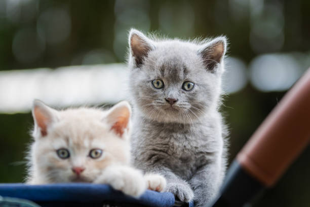 British Shorthair Kittens