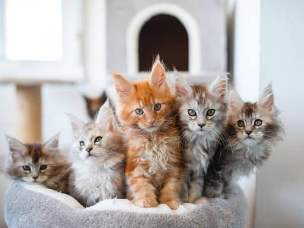 Maine coon