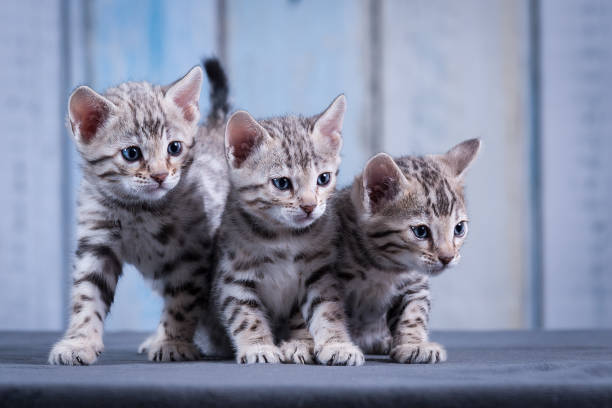 Bengal Kitten